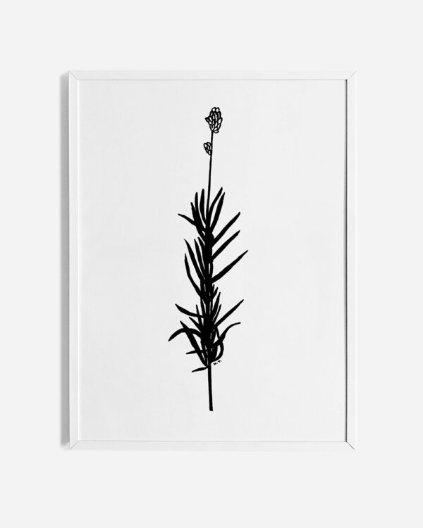 Minimalistyczny czarno-biały obraz w ramce wiszący na ścianie. Na ilustracji narysowana tuszem roślina – lawenda. Plakat jest oprawiony w białą, aluminiową ramę.