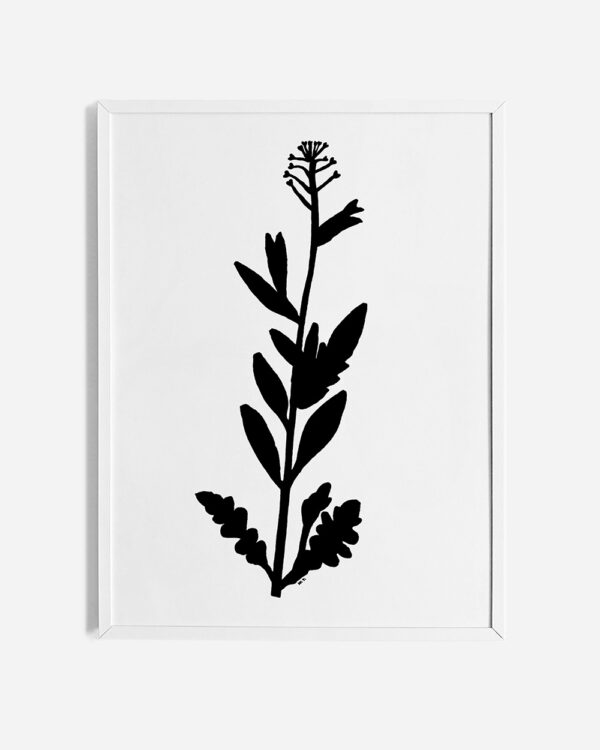 Minimalistyczny obraz w ramce wiszący na ścianie. Na ilustracji narysowana tuszem roślina – tasznik pospolity. Plakat jest oprawiony w białą, aluminiową ramę.