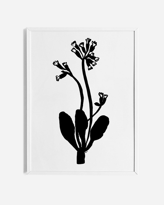 Minimalistyczny obraz w ramce wiszący na ścianie. Na ilustracji narysowana tuszem roślina – pierwiosnek lekarski. Plakat jest oprawiony w białą, aluminiową ramę.